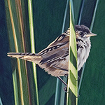 Marsh Shadows